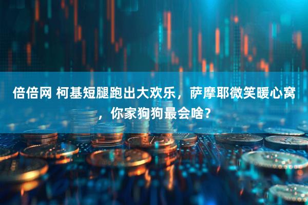 倍倍网 柯基短腿跑出大欢乐，萨摩耶微笑暖心窝，你家狗狗最会啥？